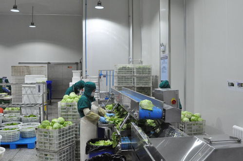 肇东顶鲜食品公司 年生产鲜切蔬菜5000吨，助力餐饮服务升级